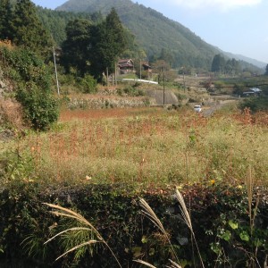 soba1